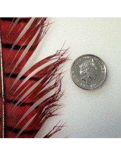 Double Knotted Pheasant Tails (hopper) - Full Tail by MFF 2
