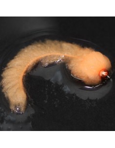 Sockeye Tailed Egg - Barbless