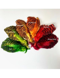 Golden Pheasant Complete Heads Dyed