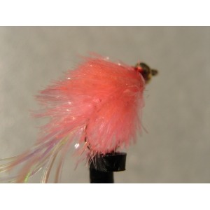 Goldhead Blob Flashtail Coral Size 10