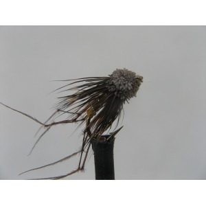 Daddy Muddler Size 10
