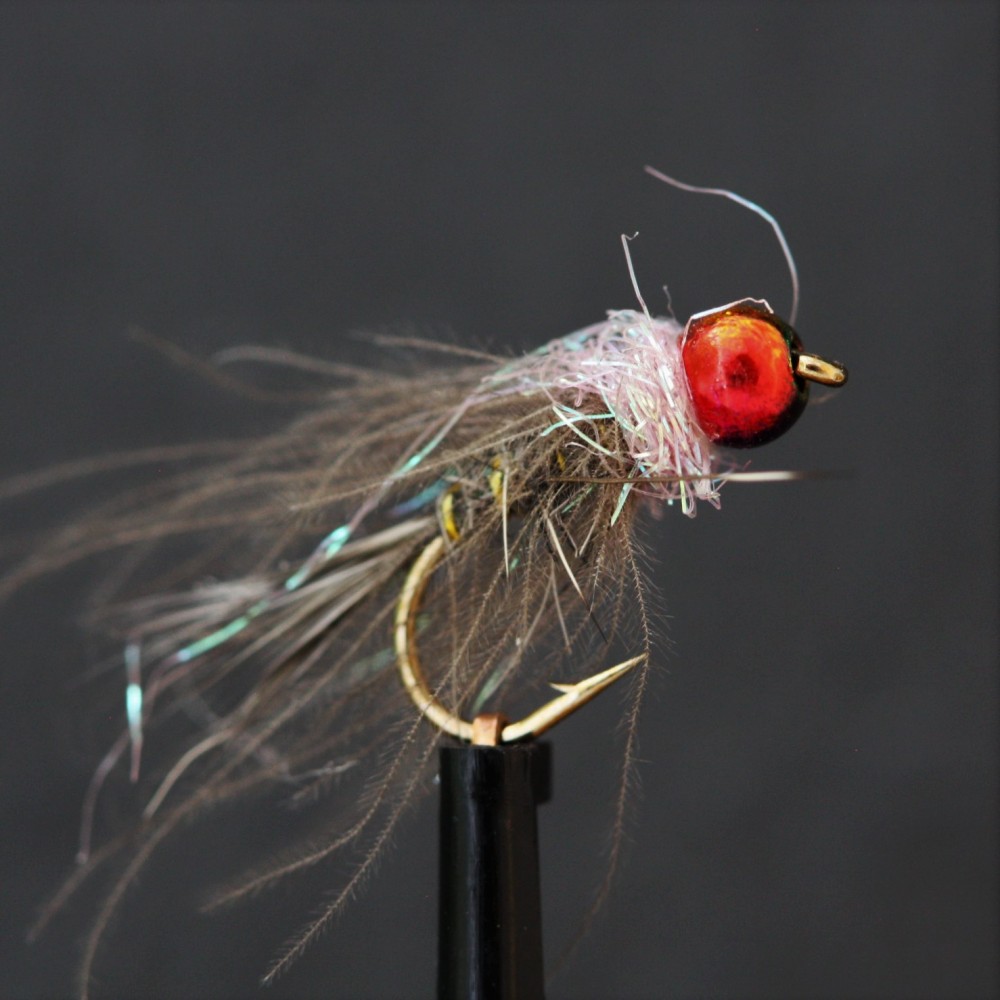 Glister Collar Bug, Pink Thorax Rainbow  Nymph