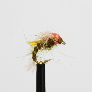 Olive Midge Pupa with Orange Wing Cover
