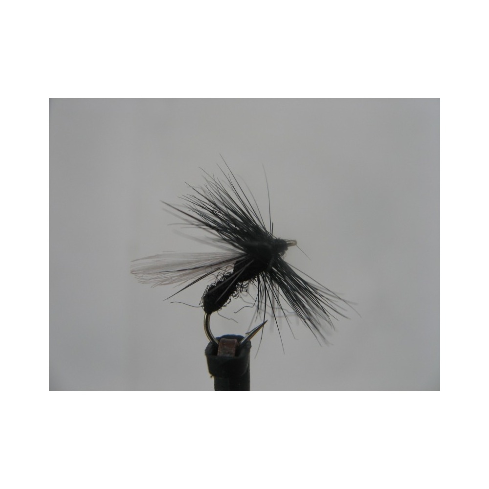Dry Black Ant Winged Size 14