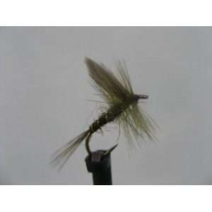 Dry Rough Olive Size 14