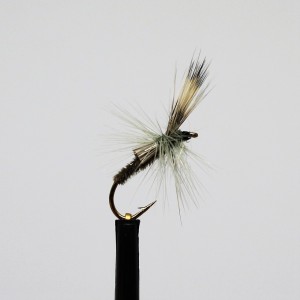 Ians Straggler 2